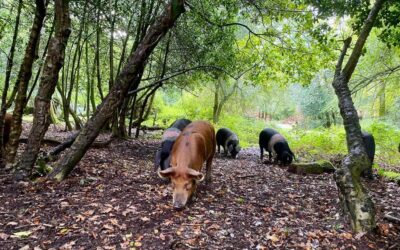 Seasonal Changes at The Farmers Butcher