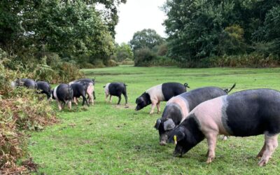 Pannage Pork – the countdown has started
